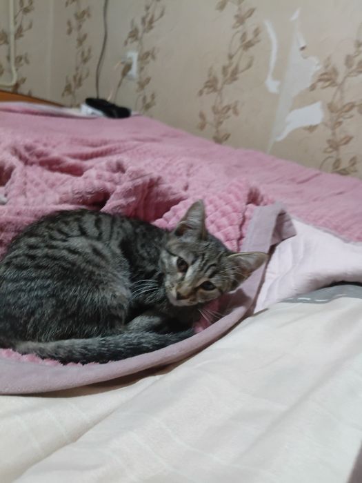 Отдам котёнка бесплатно