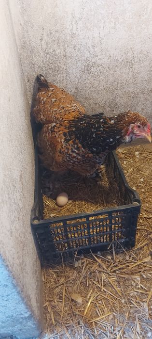 Ouă pt incubat Brahma Porțelan