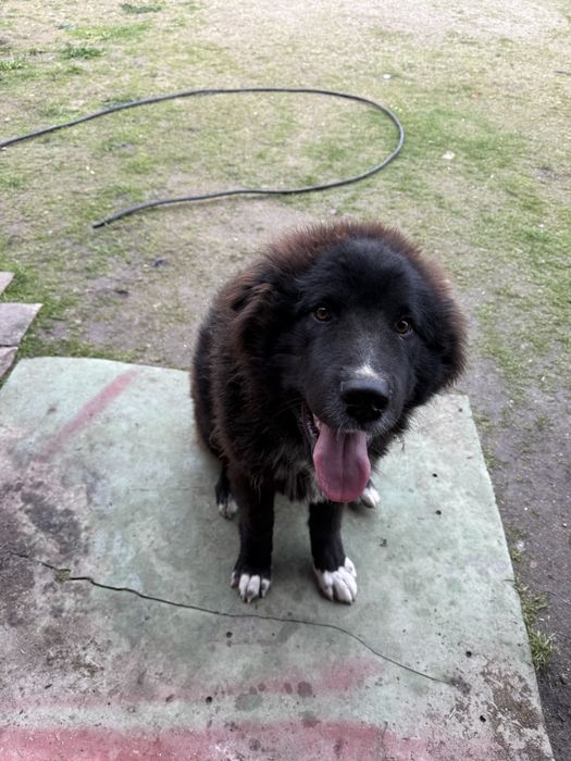 Каракачанско куче