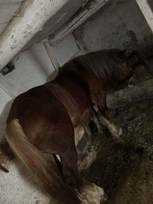 Manza de 2ani de vanzare