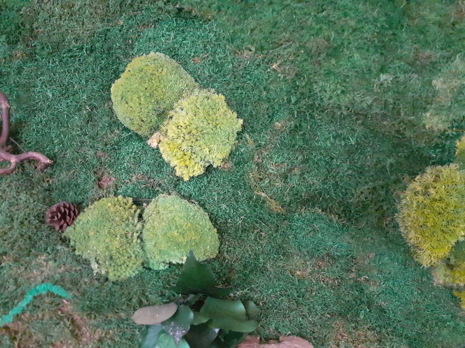 vand tablou de dimensiune mare cu muschi verzi si licheni