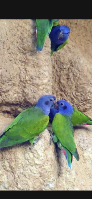 Papagal cu capul albastru