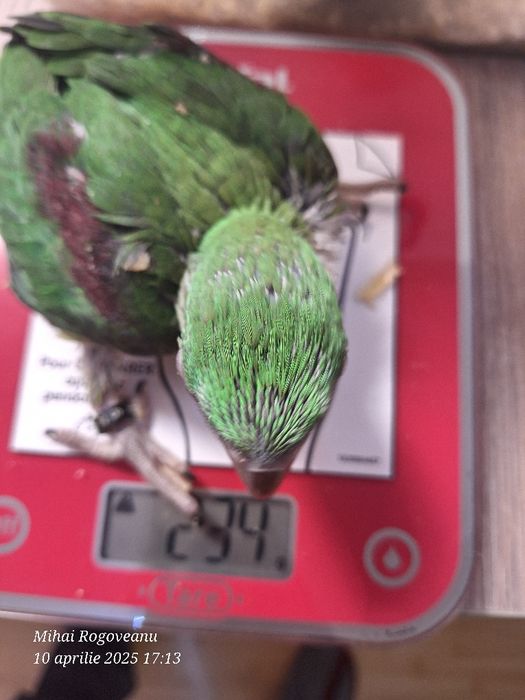 Peruși ondulati , agapornis, nimfe, canari ,gulzi ,etcCumpana