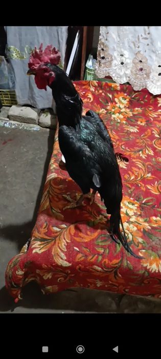 Dakan xuroz sotiladi may oyida chiqqan