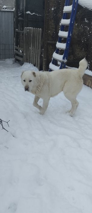 !!! Щенки АЛАБАЙ