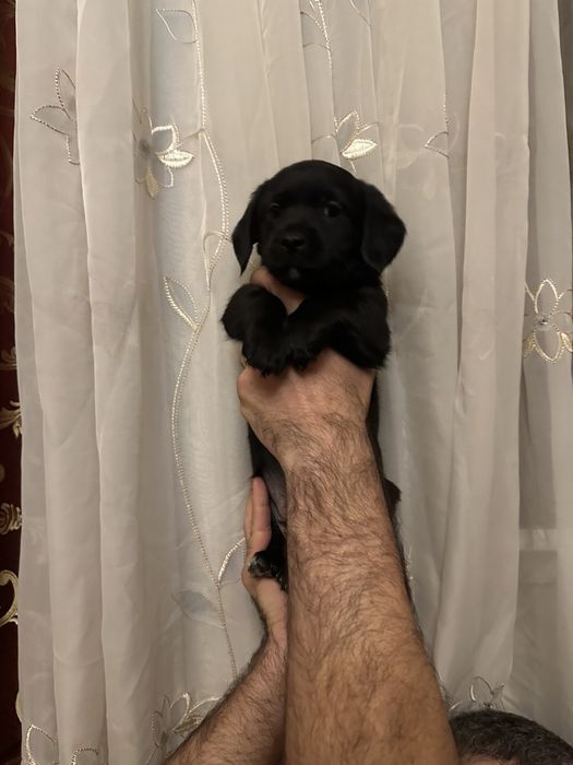 Отдам в добрые руки щенка