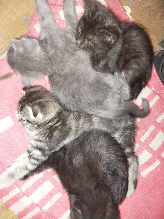 отдам котят два мальчика и одна девочка