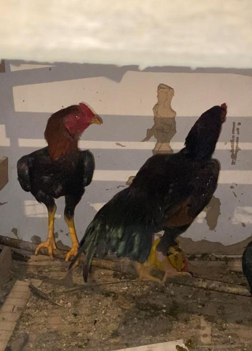 Бойцовский шожелер бар