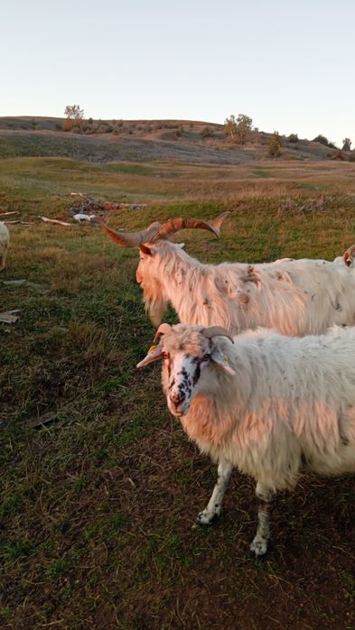Tap Metis Sannen in vârstă de 5 ani