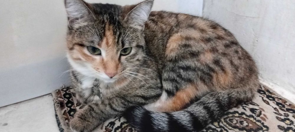 Отдам в хорошие руки трехцветную ласковую кошечку (8 месяцев)
