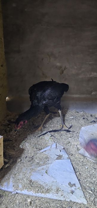 Дакан бойцовая птица