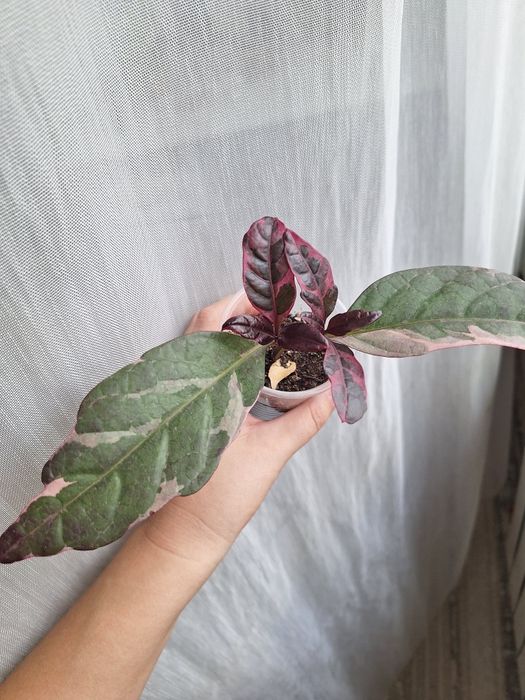 Отростки укорененные