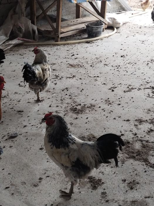 Брама хурозлари.