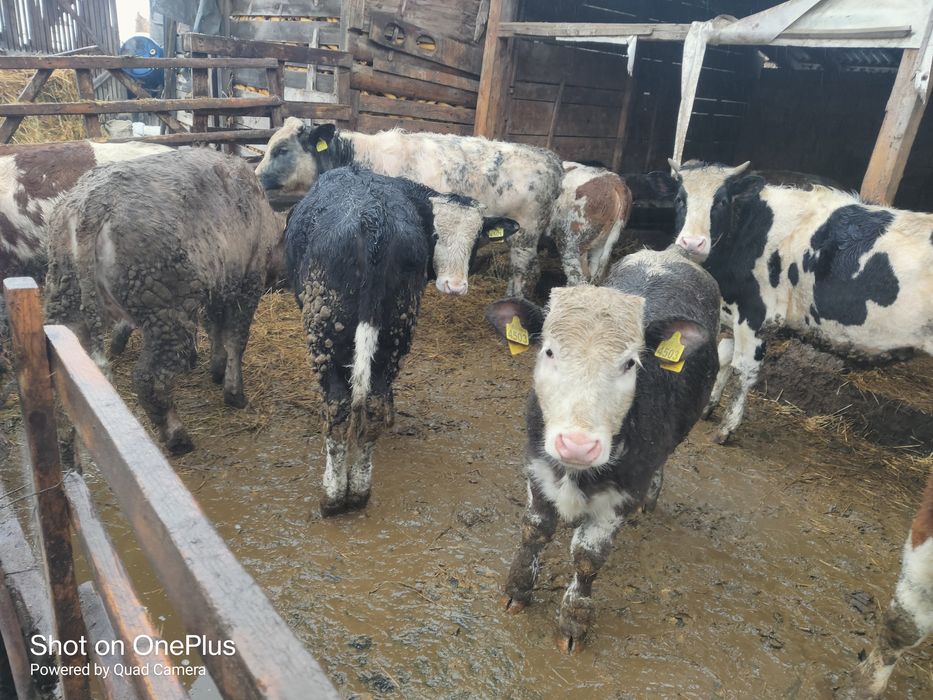 Vând tăurași și vițele