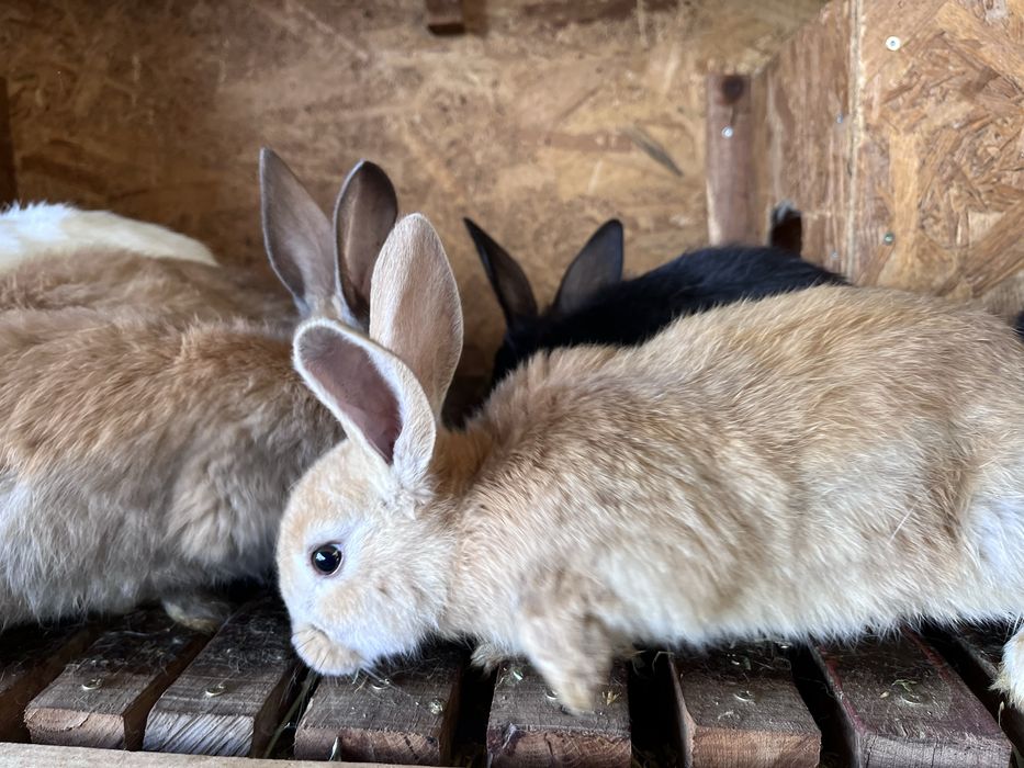 Vând iepuri california si urias german