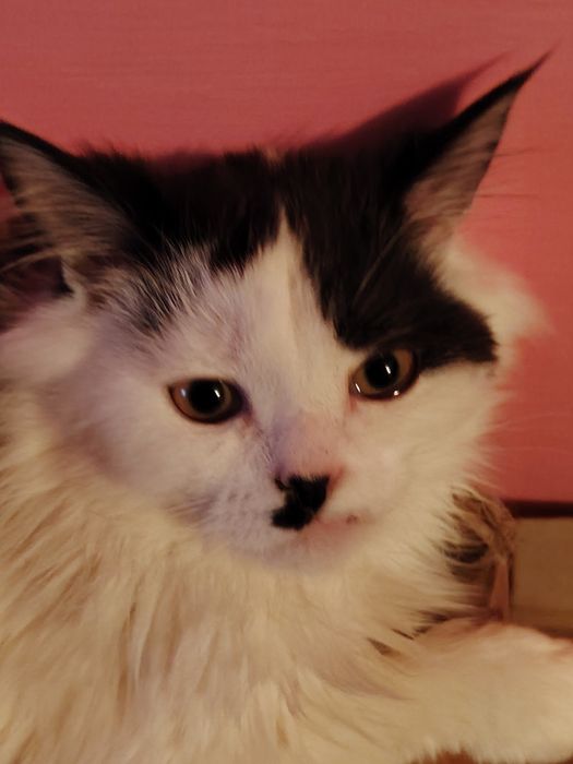 Белый пушистый шотландец мальчик