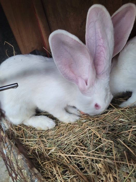 Iepuri din rasa Urias german