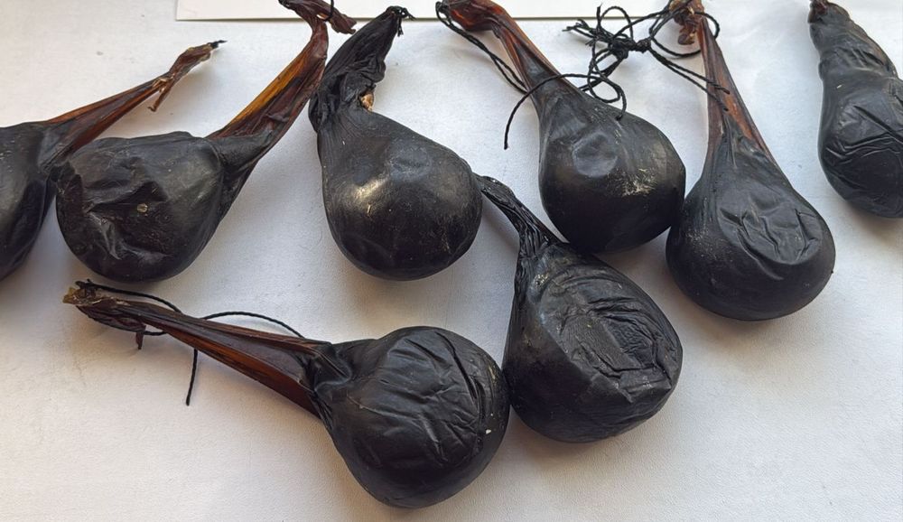 Аю өті бар (басқа да жабайы аңдар заттары)