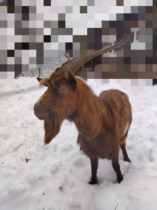 Țap carpatin de vânzare