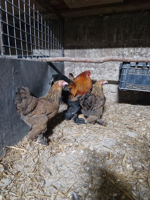 Brahma pitic HD, HDA, Potarnichiu