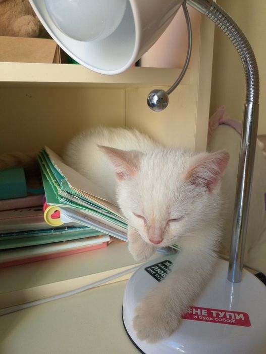 отдаем котенка Моти в добрые руки