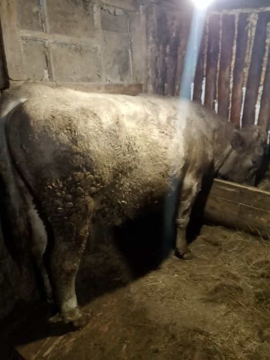 Продам      быка