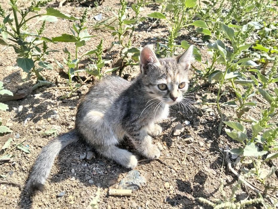 Отдам котят в хорошие руки