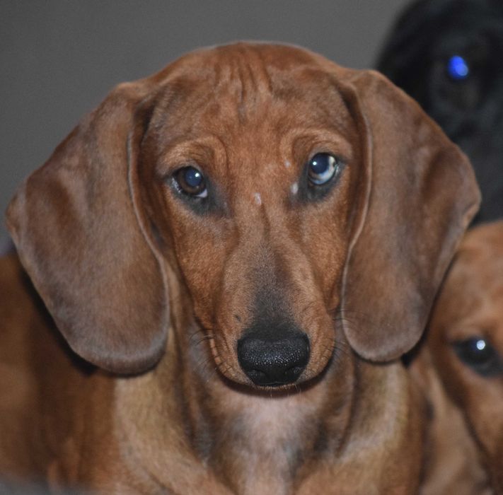 Teckel Dachshund par scurt Pedigree FCI
