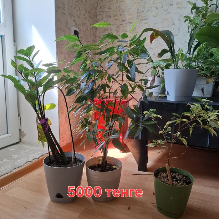 Комнатные растения