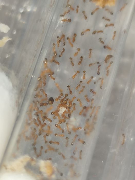 Monomorium pharaonis