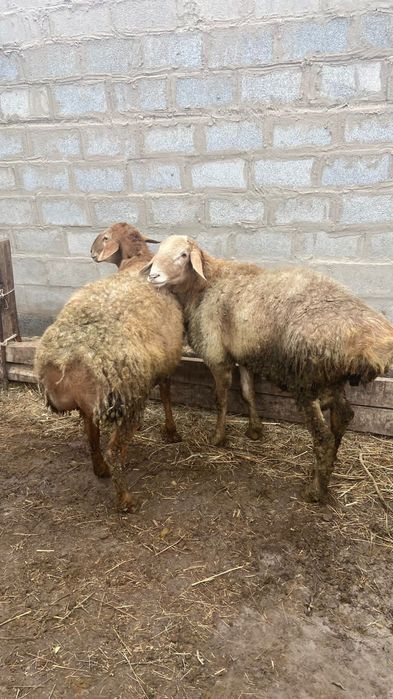 Гиссар кошкар сатылады