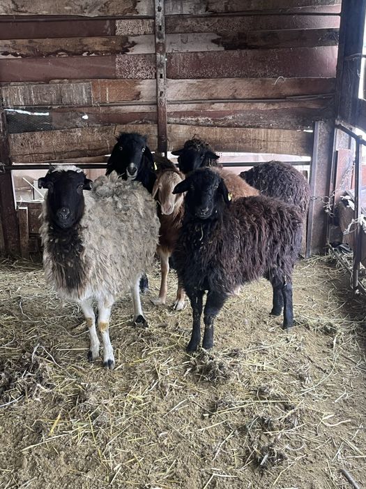 Бараны ягнята ..