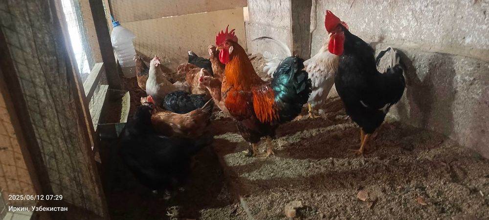 Домашние куры несушки