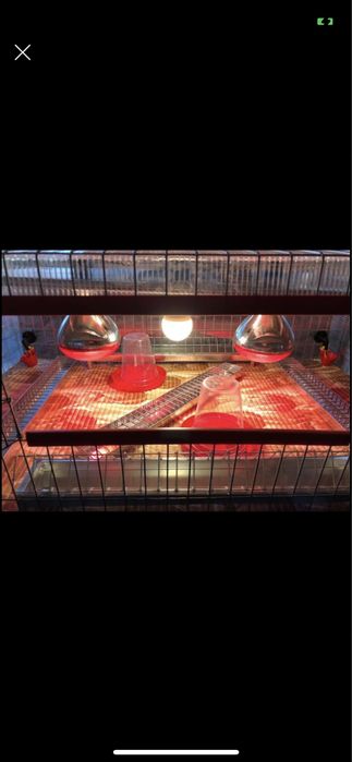 Maternitate păsări