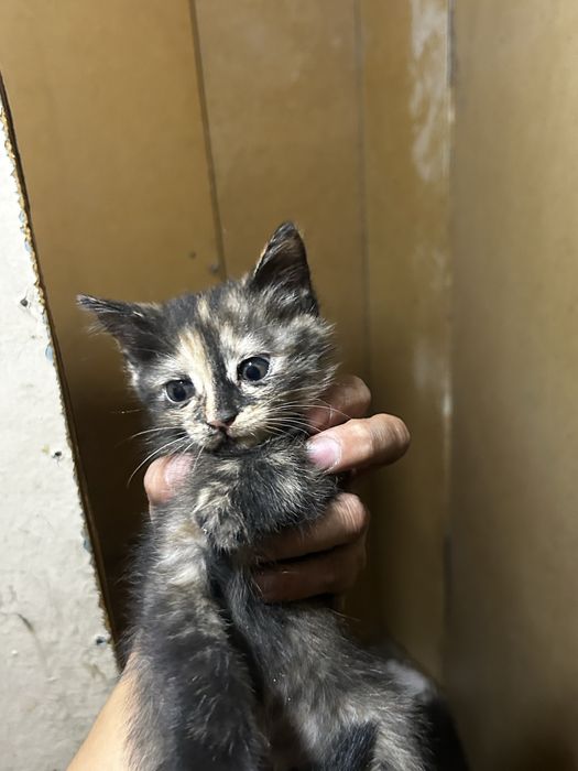 Котята марғау даром