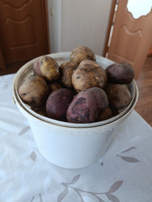 Продам картофель