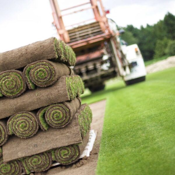 Gazon ekish | tayyor gazon o’rnatish | Газон рулонный