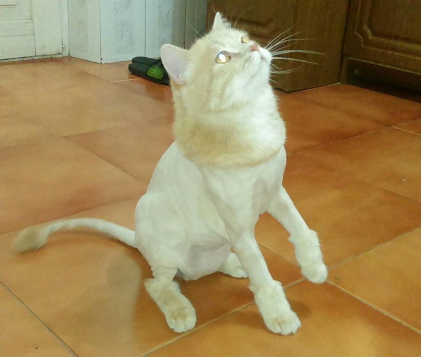 Кошки, срижка , купание и т.д.