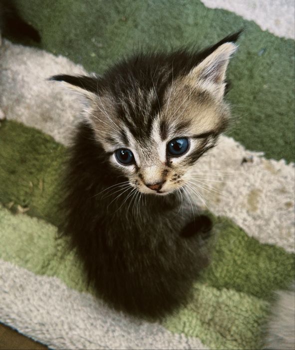 Котята / 1 месяц