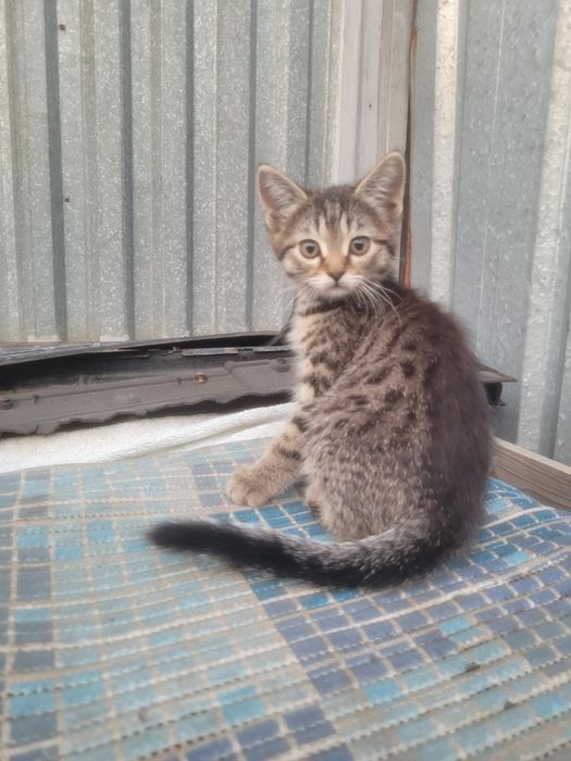 Отдам котят бесплатно