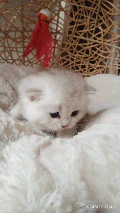 Britanski mushukchalar sotiladi