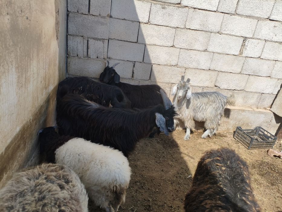 2 ta taka va 2 ta echki sotuvda narxi 2 mln dan Termiz shahar