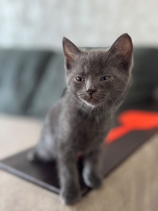 Отдам котят в добрые руки