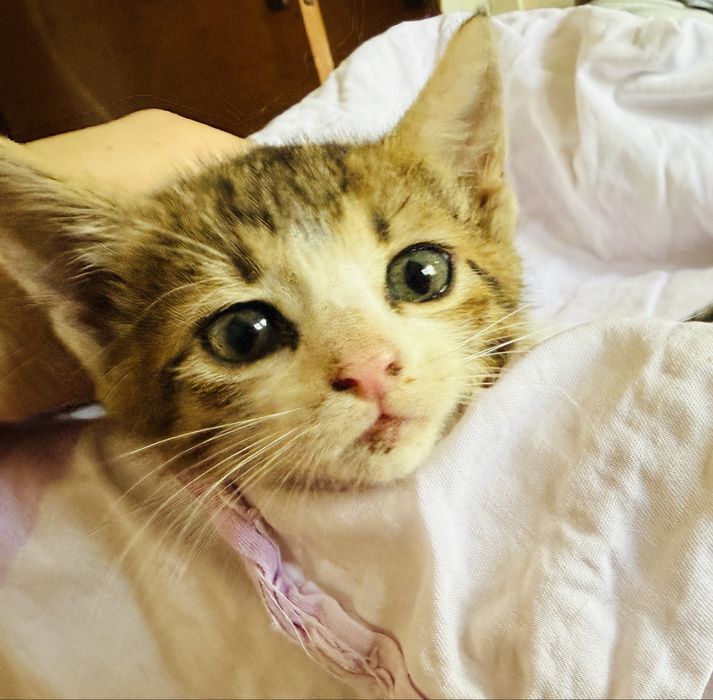Millie își caută o familie iubitoare!