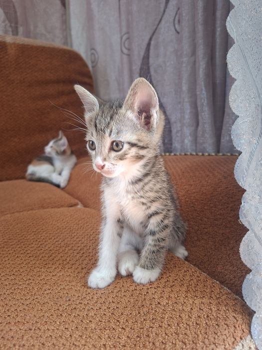 Котята в добрые руки.