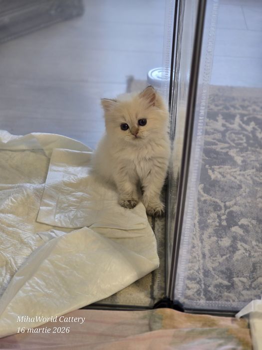 Pui pisica british longhair