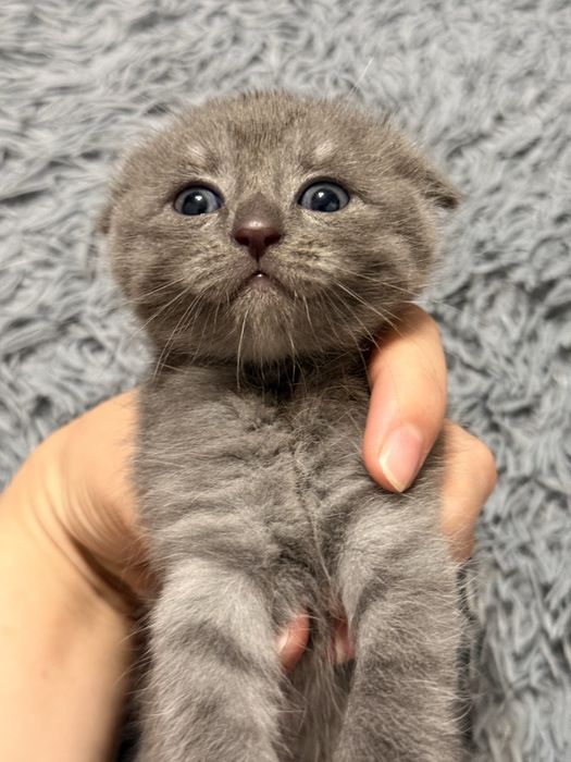 Шотландский вислоухий котенок девочка