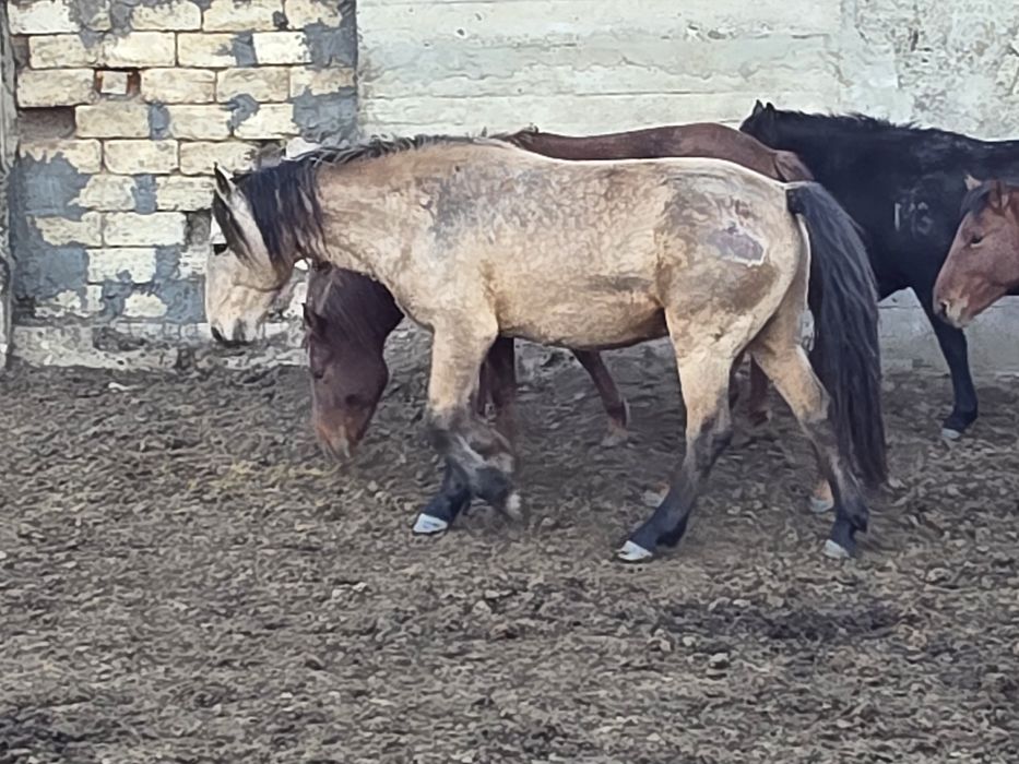 Мұғалжар тұқымы айғыр сатылады