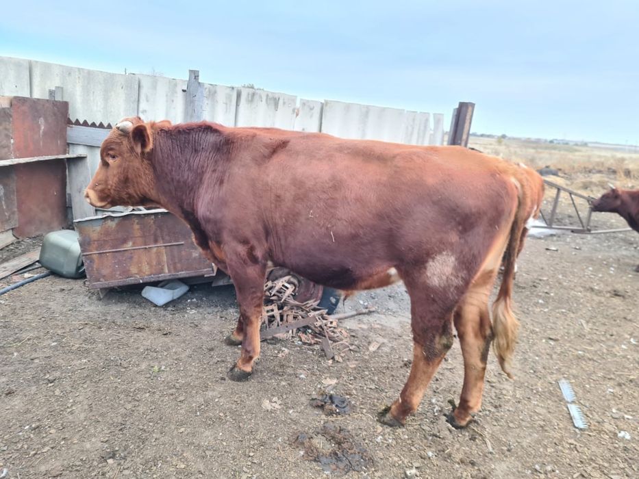 Продаются бычки, продается бычек