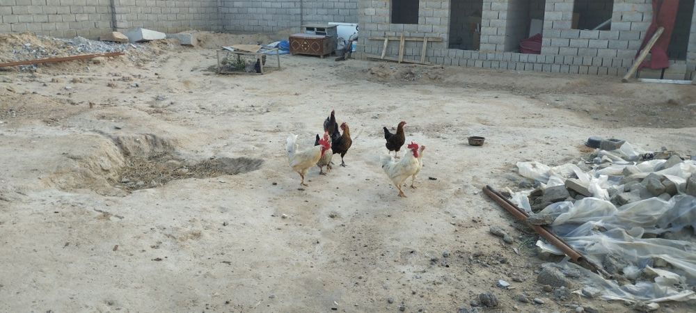 Damashni tovuqlar sotiladi 10 ta  narxi kelishiladi